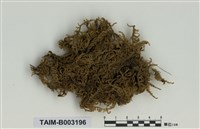 藏品(灰苔屬)的圖片